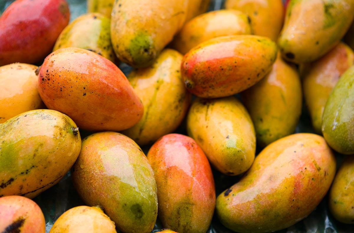 Fresh ripe mangoes.
